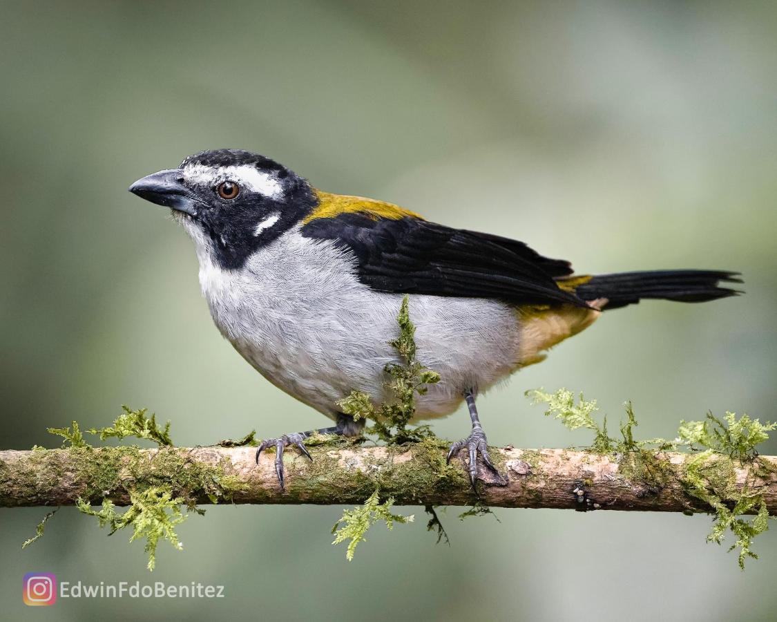 Bosque De Niebla Birding & Nature Cali Exteriér fotografie