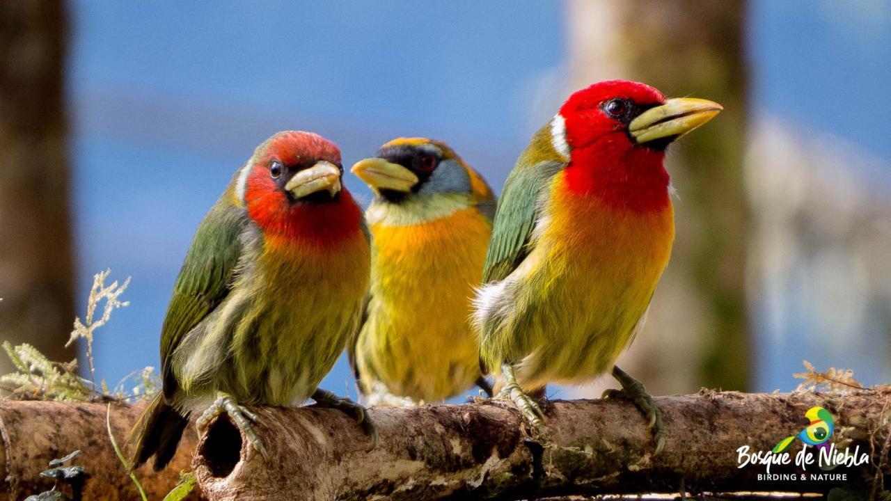 Bosque De Niebla Birding & Nature Cali Exteriér fotografie